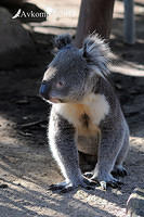 koala 7406.jpg