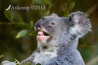 koala 7422.jpg