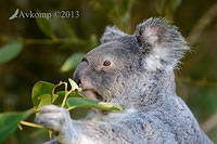 koala 7424.jpg