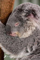 koala 9193.jpg