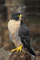 peregrine falcon 3120.jpg