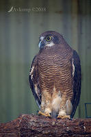 rufous owl 15293