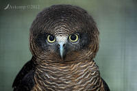 rufous owl 2625.jpg