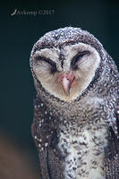 sooty owl 15281
