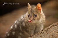 spotted quoll 0622