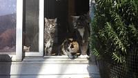 3 cats  8093.jpg