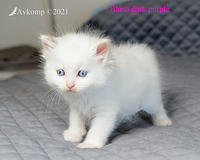 blush dark purple 5393