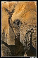 african elephant 608 portrait.jpg