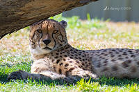 cheetah 1544
