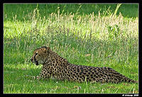 cheetah852.jpg