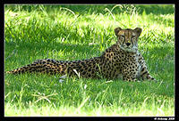cheetah861.jpg