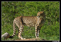 cheetah871.jpg