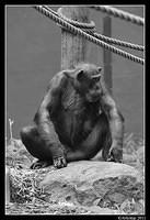 chimp0124.jpg