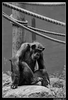 chimp0125.jpg