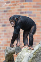 chimpanzee  12101.jpg