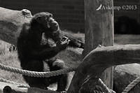 chimpanzee 5919.jpg
