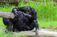 chimpanzee 6252.jpg