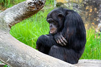 chimpanzee 6254.jpg