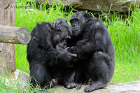 chimpanzee 6255.jpg