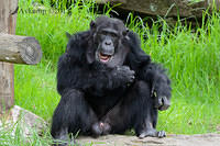 chimpanzee 6256.jpg