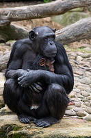 chimpanzee 8255