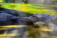 freshwater croc 5926.jpg