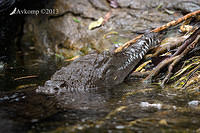freshwater croc 6229.jpg