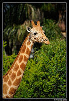 giraffe  1391.jpg