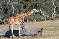 giraffe 1275
