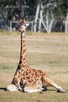 giraffe 1328