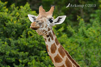 giraffe 6230.jpg