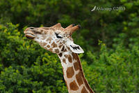 giraffe 6233.jpg