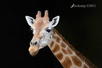 giraffe 6234.jpg