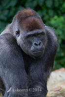 gorilla 12059.jpg