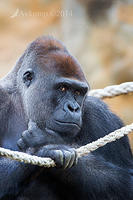 gorilla 12063.jpg