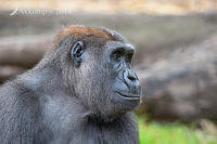 gorilla 12067.jpg