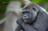 gorilla 12068.jpg