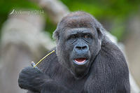 gorilla 12069.jpg