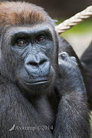 gorilla 12074.jpg