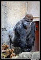 gorilla 4403.jpg