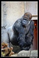 gorilla 4404.jpg