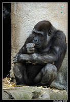 gorilla 4411.jpg