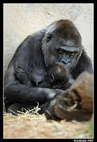 gorilla 4412.jpg