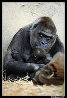 gorilla 4413.jpg
