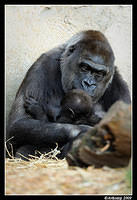 gorilla 4414.jpg