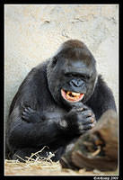 gorilla 4416.jpg