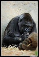 gorilla 4417.jpg