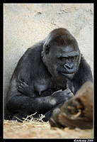 gorilla 4419.jpg