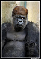 gorilla 4422.jpg