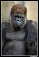 gorilla 4423.jpg